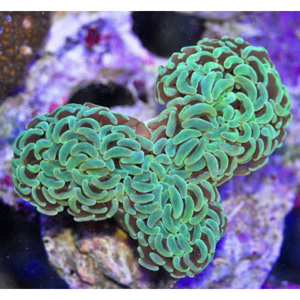 GREEN WALL HAMMER CORAL 